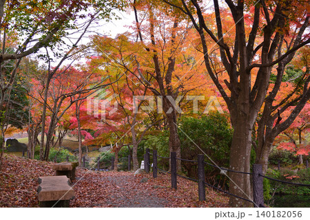 丹沢湖の紅葉 140182056