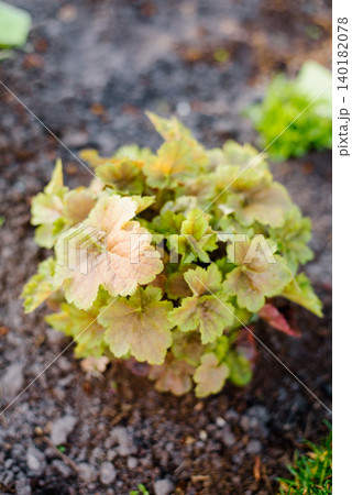 Small Heuchera Miracle Foliage Growing in Natural Dirt Ground Outdoors Small Heuchera Miracle Foliage Growing in Natural Dirt Ground Outdoors 140182078