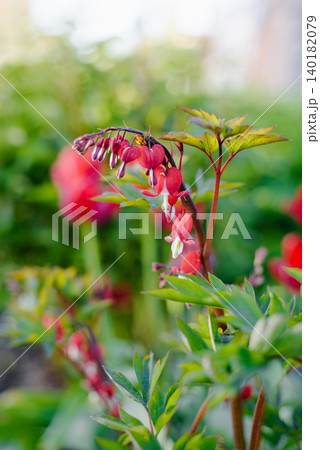 Dark Red Valentine Bleeding Heart Flowers on Branch Dark Red Valentine Bleeding Heart Flowers on Branch 140182079