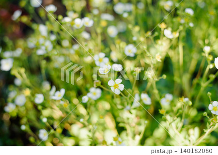 Artistic Soft Focus of White Saxifraga Blossoms in Sunlight Artistic Soft Focus of White Saxifraga Blossoms in Sunlight 140182080