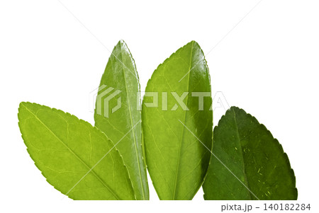Green tea leaves isolated on white background Green tea leaves isolated on white background 140182284