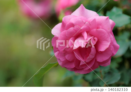 多くの人々の心を癒す色とりどりに咲き誇るバラの花たち 多くの人々の心を癒す色とりどりに咲き誇るバラの花たち 140182310