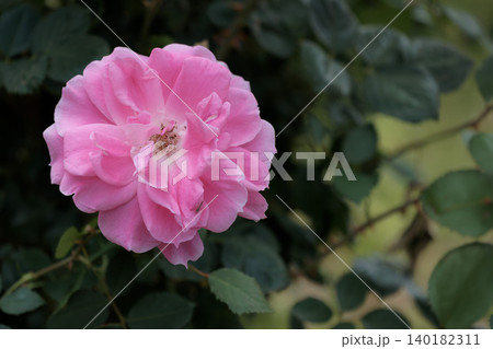 多くの人々の心を癒す色とりどりに咲き誇るバラの花たち 多くの人々の心を癒す色とりどりに咲き誇るバラの花たち 140182311