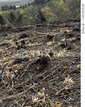春の野を歩くキタキツネ 春の野を歩くキタキツネ 140182626