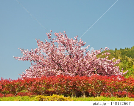 青空に映える満開の桜と紅カナメモチの生垣 140182667