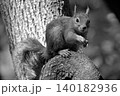 Squirrel sitting on a tree trunk in black and white 140182936