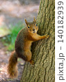 Red squirrel climbing on tree trunk 140182939