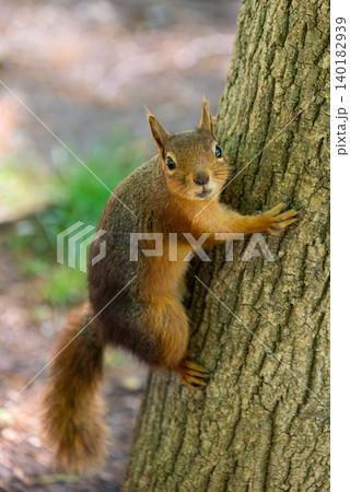 Red squirrel climbing on tree trunk Red squirrel climbing on tree trunk 140182939