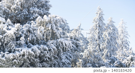 Snow covered trees. Winter forest.. Snow covered trees. Winter forest.. 140183420