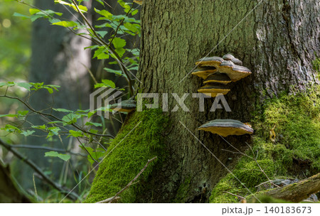Bialowieza Forest old tree trunk with shelf mushroom and moss Bialowieza Forest old tree trunk with shelf mushroom and moss 140183673