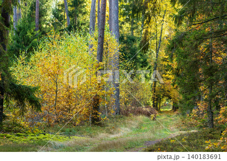 Bialowieza Forest showing autumn foliage and winding forest path 140183691