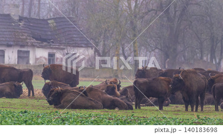 European bison herd resting in Podlaskie Voivodeship field European bison herd resting in Podlaskie Voivodeship field 140183698