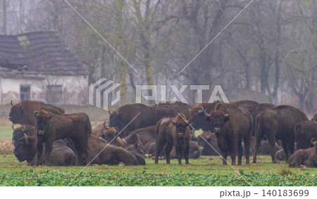 European bison herd grazing in foggy Podlaskie Voivodeship 140183699