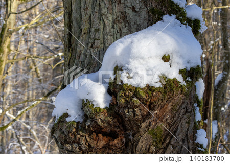 Ancient tree trunk in Bialowieza Forest showing fresh snow and moss Ancient tree trunk in Bialowieza Forest showing fresh snow and moss 140183700