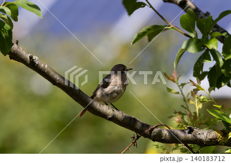 Common redstart bird perching on a tree branch 140183712