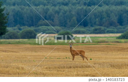 Roe deer buck standing in harvested field with forest background 140183723