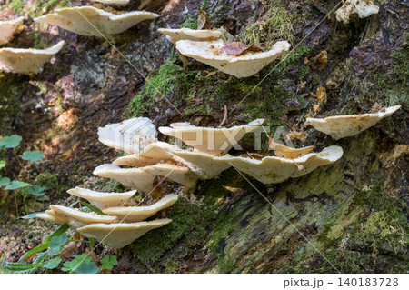 Shelf fungi growing on decaying tree trunk in Bialowieza Forest Shelf fungi growing on decaying tree trunk in Bialowieza Forest 140183728