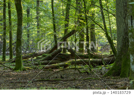 Bialowieza Forest primeval woodland with mossy logs Bialowieza Forest primeval woodland with mossy logs 140183729