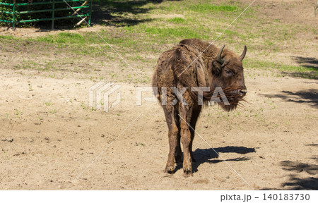European bison standing in sandy enclosure at Gdansk Zoo 140183730