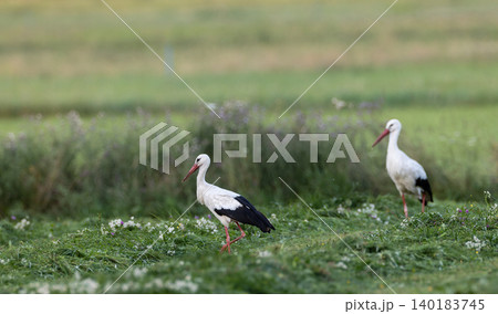 White storks walking through rural field in Podlaskie Voivodeship White storks walking through rural field in Podlaskie Voivodeship 140183745