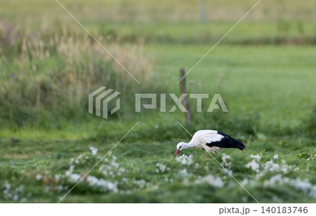 Stork foraging in green field in Hajnowka, Poland Stork foraging in green field in Hajnowka, Poland 140183746