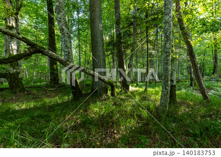 Bialowieza Forest primeval woodland with lush green trees Bialowieza Forest primeval woodland with lush green trees 140183753