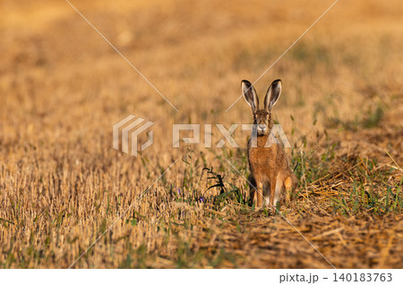 European hare sitting in golden stubble field European hare sitting in golden stubble field 140183763