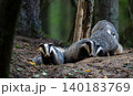 European badgers resting near den in Bialowieza Forest 140183769