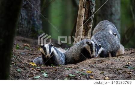 European badgers resting near den in Bialowieza Forest 140183769
