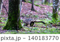 European badger standing in Bialowieza Forest looking straight 140183770