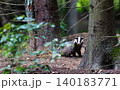 European badger standing in Bialowieza Forest looking at camera 140183771