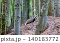 European badger standing on mound in Bialowieza Forest 140183772