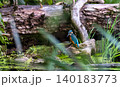 Kingfisher resting on fallen log in Bialowieza Forest water 140183773