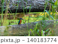 Common kingfisher perching on fallen log in Hajnowka, Poland 140183774