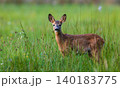 Roe deer standing in tall green grass turning head 140183775