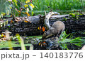 Pine marten drinking water from forest swamp logs 140183776