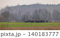 European bison herd grazing in natural environment 140183777