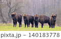 European bison herd grazing in winter forest landscape 140183778