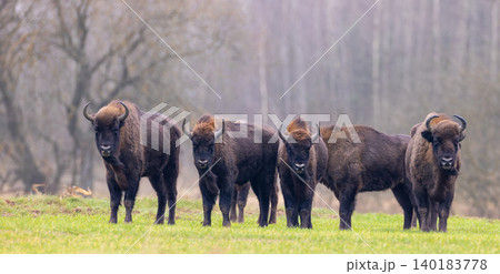 European bison herd grazing in winter forest landscape European bison herd grazing in winter forest landscape 140183778