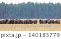 European bison herd grazing in harvested field 140183779