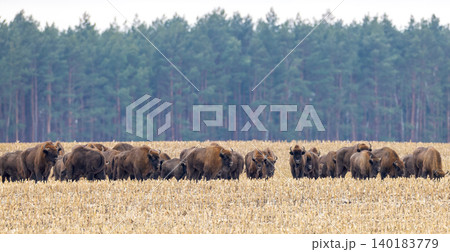 European bison herd grazing in harvested field 140183779
