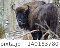 European bison standing in Bialowieza Forest winter landscape 140183780