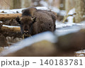 European bison eating hay in Bialowieza Forest winter 140183781