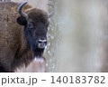 European bison standing in winter forest habitat 140183782