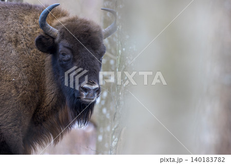 European bison standing in winter forest habitat European bison standing in winter forest habitat 140183782