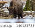 European bison wisent eating hay in Bialowieza Forest 140183783