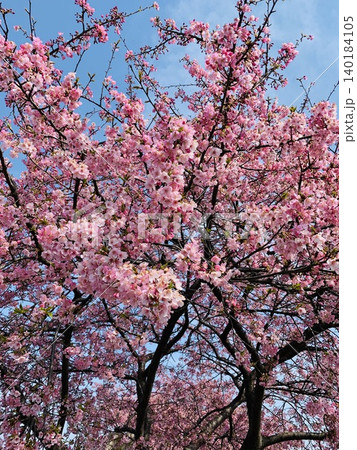 河津桜 河津桜 140184105