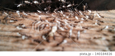 Close-up photo showing an active termite colony moving on a wooden surface. Close-up photo showing an active termite colony moving on a wooden surface. 140184816