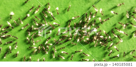 High resolution macro photo showing the activity of a colony of winged ants and termites on the surface of a green leaf. 140185081