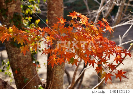 宗像市 鎮国寺の紅葉 宗像市 鎮国寺の紅葉 140185110